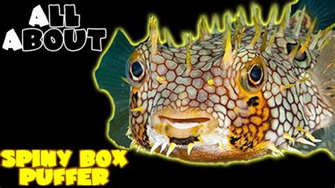 Spiny Box Puffer Fish/ Web Puffer: a complete care guide | Tank Facts