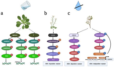 mapk cascade creative diagnostics