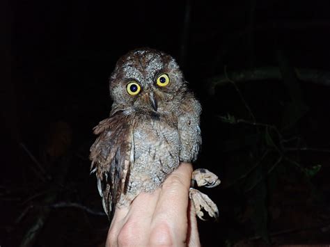 Guarda florestal descobre rara espécie de coruja na Ilha do Príncipe