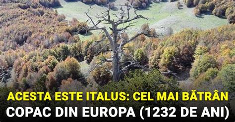 Acesta este Italus cel mai bătrân copac din Europa de 1232 de ani