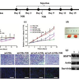 Synergistic Antitumor Effects Of Mcas Sgnrs In Vivo A Schematic