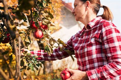 Woman Picking Ripe Apples On Farm Farmer Grabbing Apples From Tree In