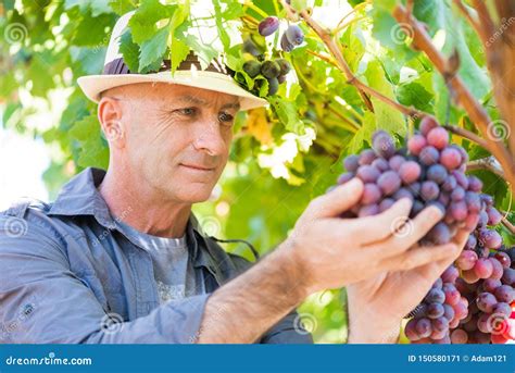 Homem Do Winemaker Em Uvas De Exame Do Chap U De Palha Imagem De Stock