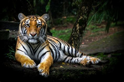 Opiniones de Panthera tigris sumatrae