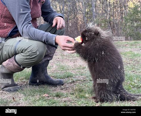 Feed the porcupine Stock Photo - Alamy