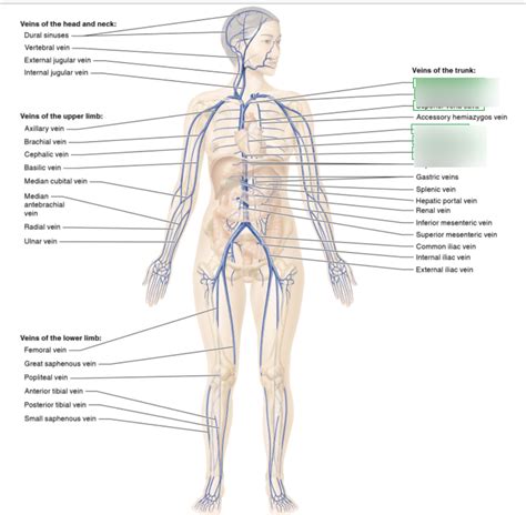 major veins of the body Diagram | Quizlet