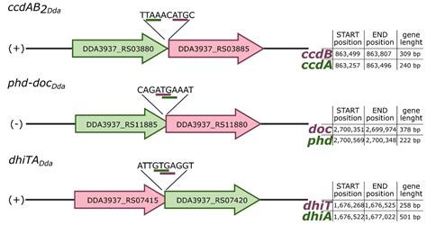 Ijms Free Full Text Identification Of Three Type Ii Toxin Antitoxin Systems In Model