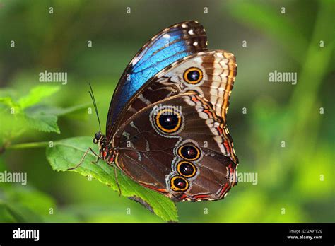 Blauer Morphofalter Morpho Peleides Stock Photo Alamy