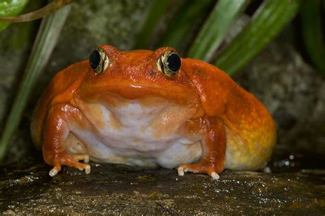 Tomato Frog Very Rare In Nature Photograph By San Diego Zoo Fine Art