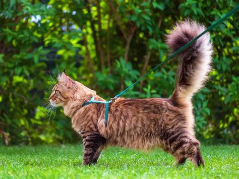 El Paseo Para Gatos Mascota Club Del Perú