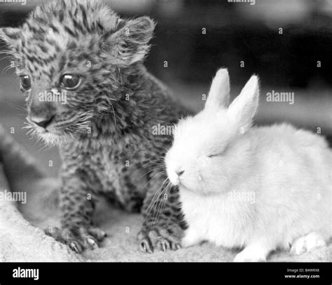 Pest The Leopard Cub And Dozy The Rabbit Become Acquainted At Southam