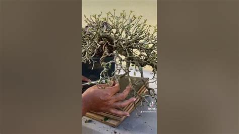 Ficus Bonsai Defoliation Youtube