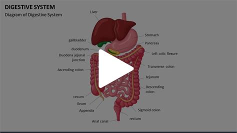 Digestive System Animated Presentation Sketchbubble On Vimeo