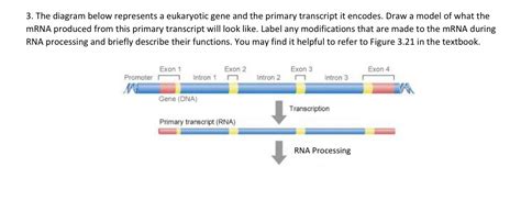 Solved 3 The Diagram Below Represents A Eukaryotic Gene And Chegg