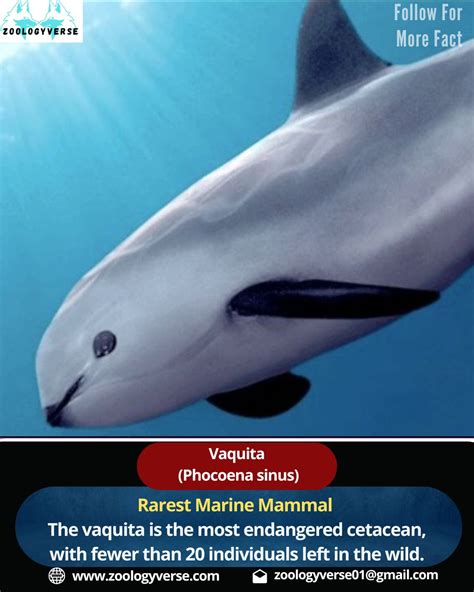 Vaquita 2025 Population: Vaquita Animal – ZAZFEE