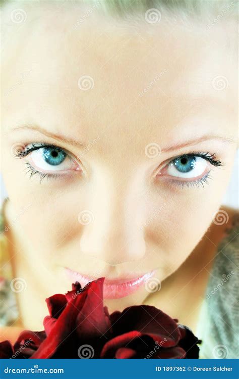 red rose portrait stock photo image  love cosmetic