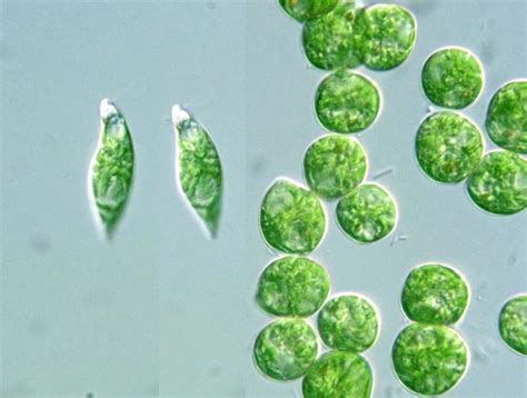 Protist Images: Euglenida: Euglena viridis