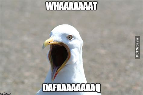 Amazed Gull Is Amazed Heres A New Meme For You Fellow 9gaggers Be