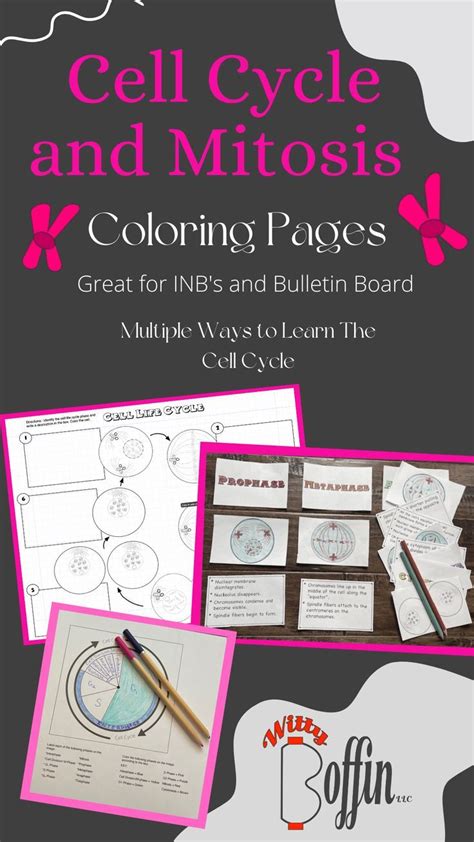 Cell Cycle And Mitosis Coloring Activities Cell Cycle Mitosis Color