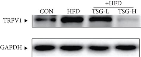 Effects Of TSG On The TRPV1 And SIRT6 Nrf2 Signaling Pathways A B