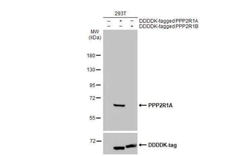 Ppp R A Antibody Hl Azide And Bsa Free Novus Biologicals