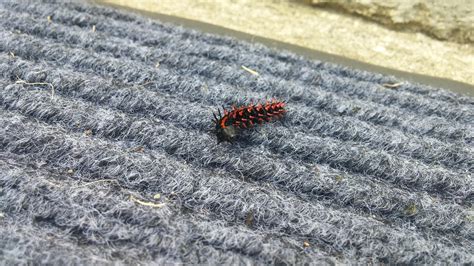 Black and red caterpillar found just outside my house. Korea : r ...