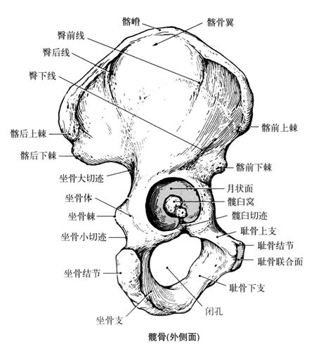 解剖学笔记 骨盆关节 骨 知乎