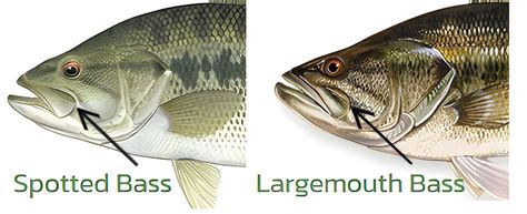 How To Spot The Difference Between Spotted Bass And Largemouth Bass Rip Lips Tips