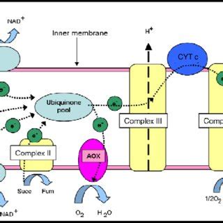 3. Organisation of electron transport chain components and ATP synthase ...