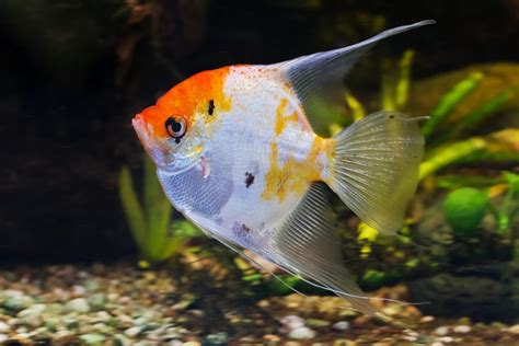 Vente De Poissons Deau Douce Beaufort Orbagna Dole Mâcon Oxygene