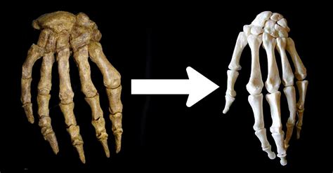 Was The Evolution Of The Human Hand Influenced By Our Ancestors