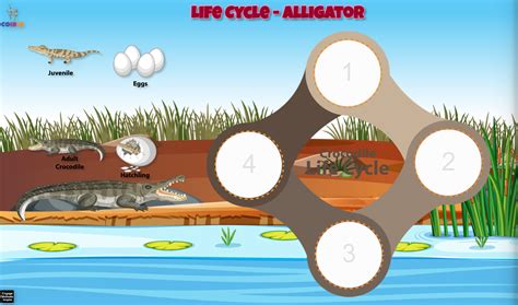 Life Cycle - Alligator - Coirle