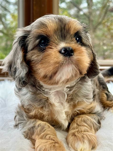 Bonnet Cavapoo Puppy 💗 SOLD – Precious Pups USA
