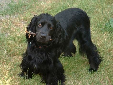 Black English Cocker Spaniel - My Doggy Rocks