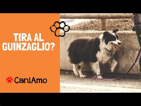 Come Faccio Ad Insegnare Al Mio Cane A Non Tirare Al Guinzaglio YouTube