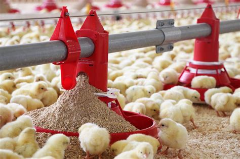 What Is Needed In Poultry Farming Phoenix