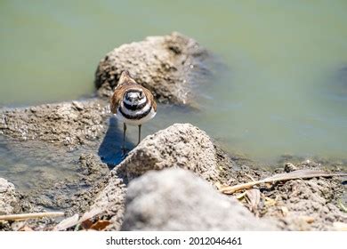 Sheep Fly Oestrus Ovis Stock Photo Shutterstock