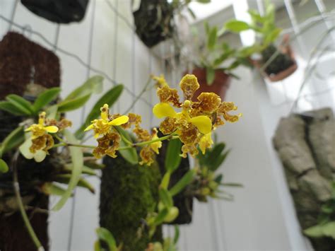 Como Plantar A Orqu Dea Chuva De Ouro Oncidium Plantasonya O Seu