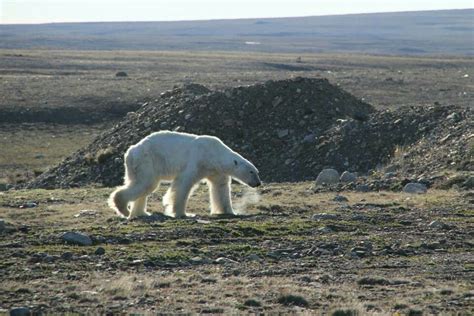 Polar Bear in North Greenland | Polar bear, Bear, Animals