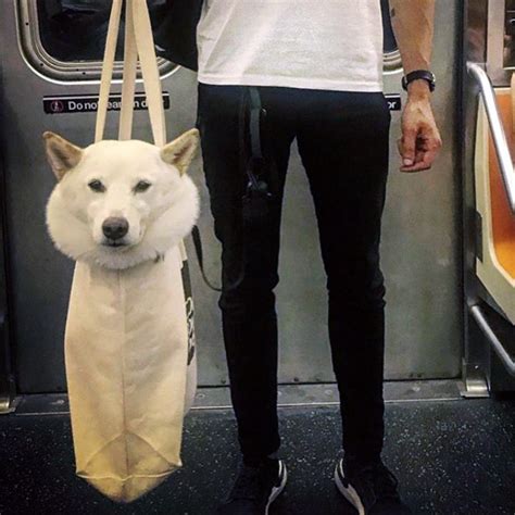 Nyc Subway Banned Dogs Unless They Fit In A Bag So Owners Got Creative