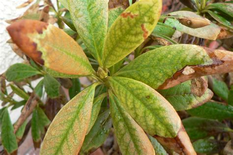 Pilzbefall Am Rhododendron Krankheiten Und Heilmittel