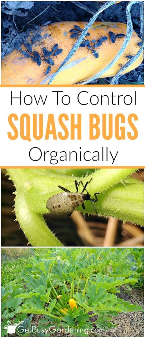 How To Get Rid Of Squash Bugs Naturally Organic Gardening Tips