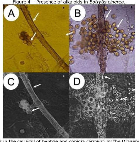 [PDF] MICROCHEMICAL TECHNIQUES ON BOTRYTIS CINEREA: CONTRIBUTION TO IDENTIFICATION OF PRIMARY ...