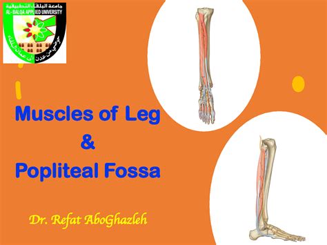 SOLUTION Lec 25 Muscles Of Leg Popliteal Fossa Studypool