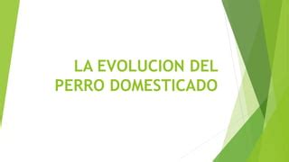 Evoluci N Del Perro Domesticado Ppt Descarga Gratuita