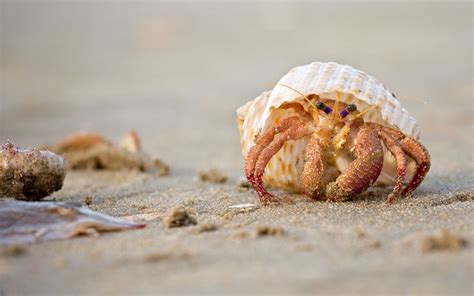 Qu Son Las Conchas De Mar Y Por Qu Debes Dejarlas En La Playa