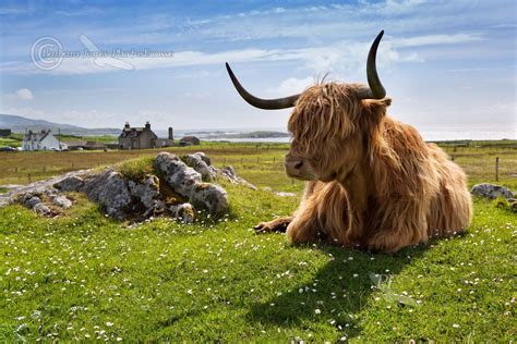 Highland Cow at Islibhig, West Coast of the Isle of Lewis, Scotland