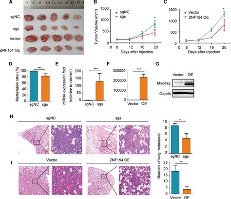 Targeted Demethylation Strategy In Vivo A Representative Images Of The