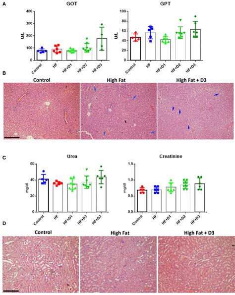 A Changes In The Concentration Of The Hepatic Enzymes Sgot And Sgpt In