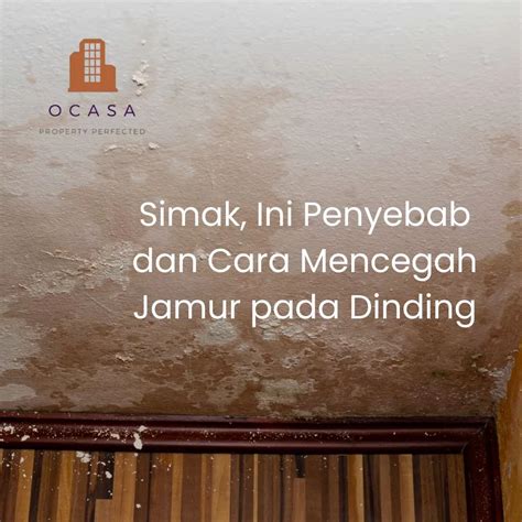 Simak Ini Penyebab Dan Cara Mencegah Jamur Pada Dinding Ocasa Co Id